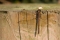 Dragonfly (Common Darter) at rest
